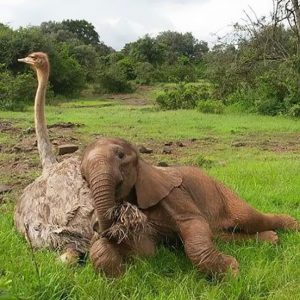 What Animal Am I? 