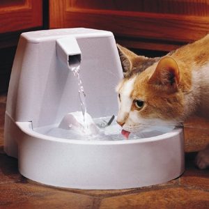 What Animal Am I? Water fountain