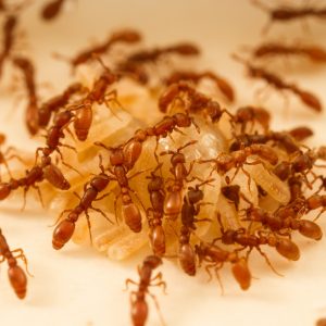 Build A Picnic & We'll Predict Your Summer Love Story Quiz Ants
