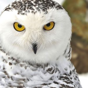 Alphabet Animals Pet Quiz Snowy owl