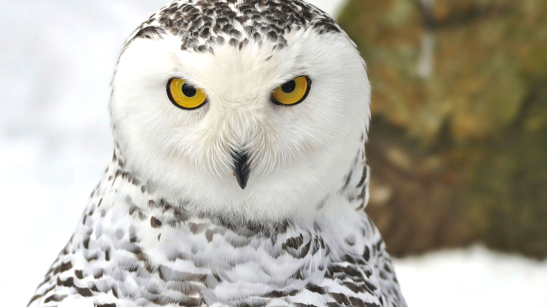 You got: Snowy Owl! 🌚 Munch on Some Midnight Snacks and We’ll Reveal Which Night Animal You Are