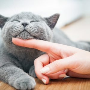 Which Fast Food Restaurant Are You? Quiz Cute animals