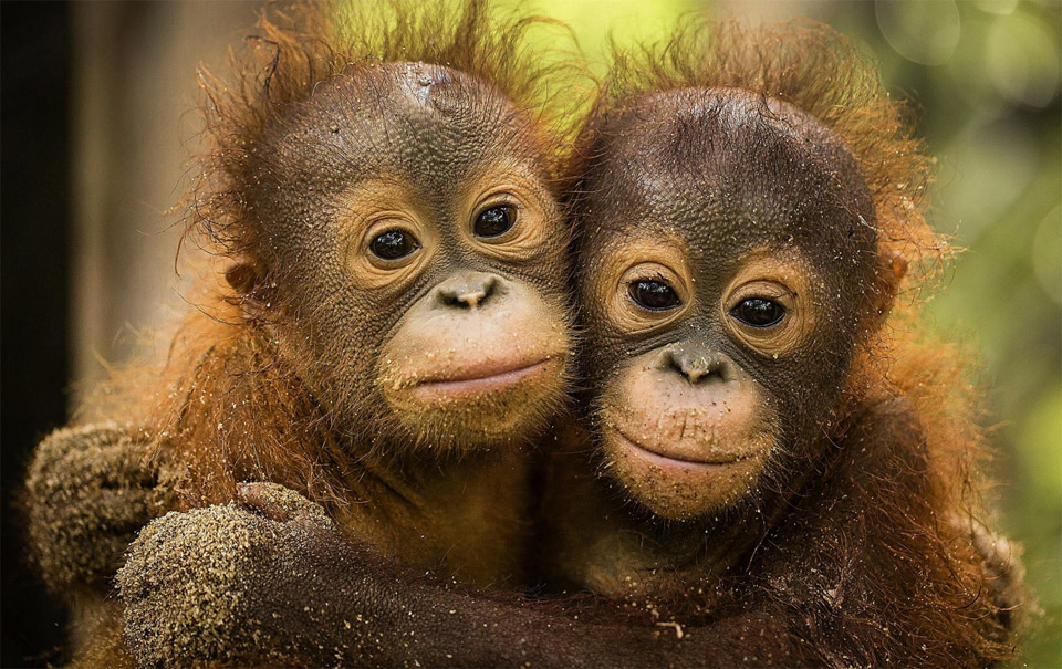 Can You Pass This “Jeopardy!” Trivia Quiz About Animals? Cute Baby Orangutans