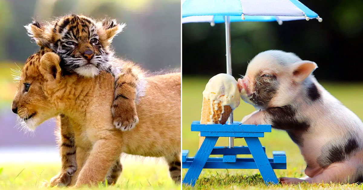 Build A Squad Of Cute Baby Animals And We Ll Reveal What People Love Most About You