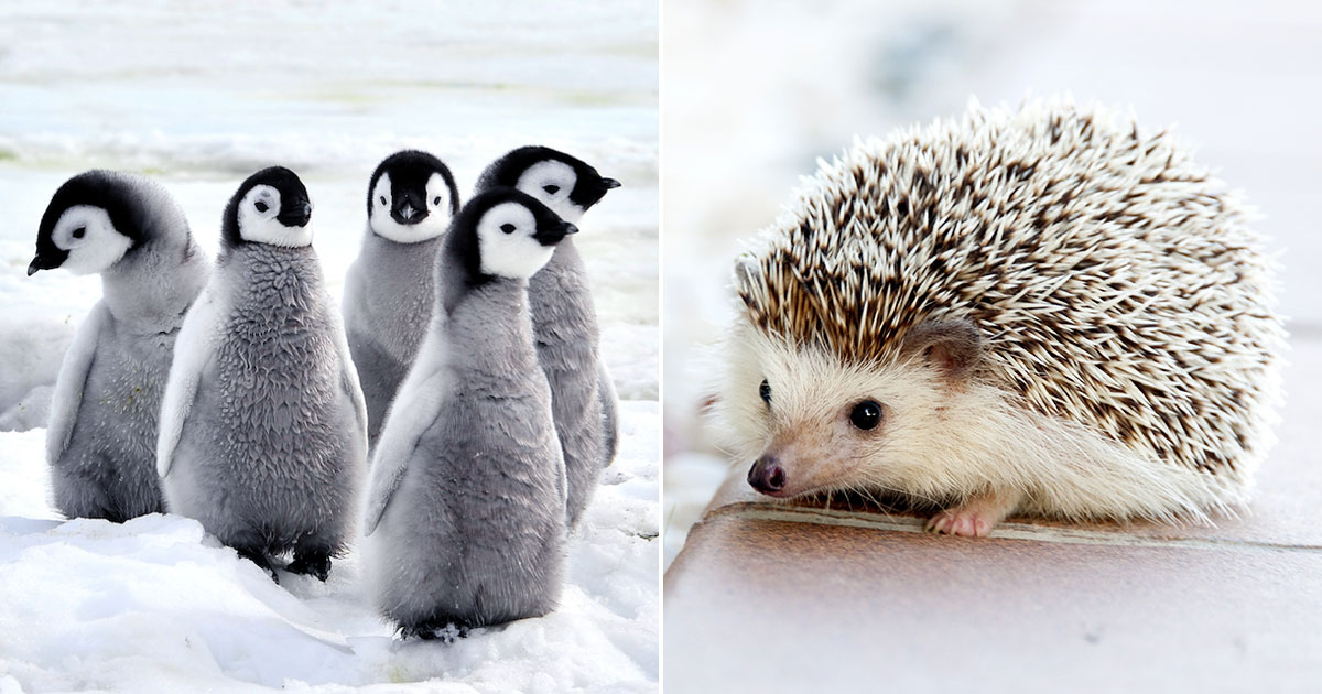 Everyone Has A Cute Animal That Matches Their Personality — Here's Yours