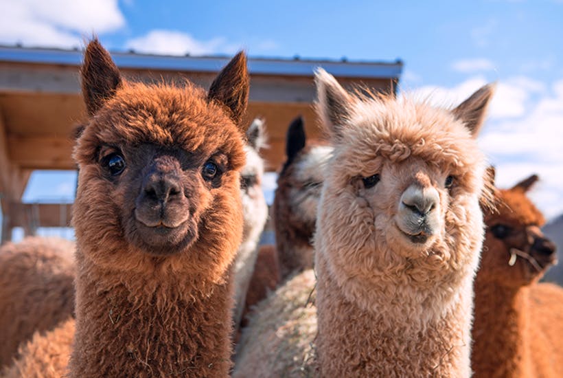 You got: Alpaca! Which Cute Animal Are You?