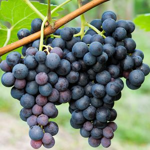You’re Wayyyyyy Smarter Than the Average Person If You Get 75% On This General Knowledge Quiz Concord grape