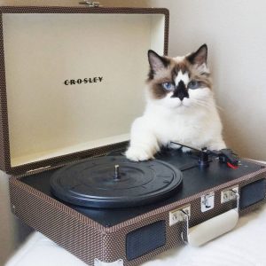 What Unpopular Food Are You? Quiz Cat turntables