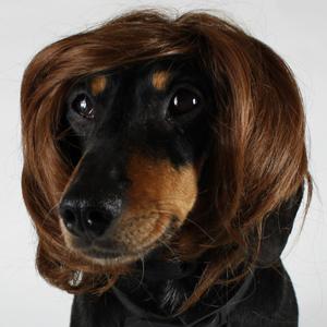 What Unpopular Food Are You? Quiz Dog wig
