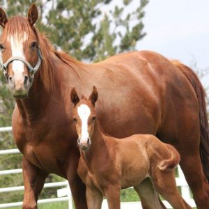 Guess The Animated Movie Titles Quiz Horses
