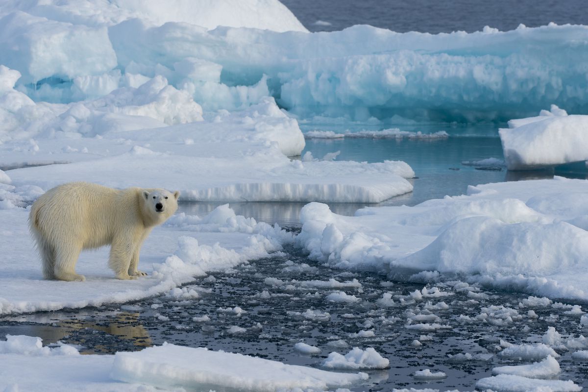 If You Can Make It Through This Quiz Without Tripping Up, You Probably Know Everything arctic
