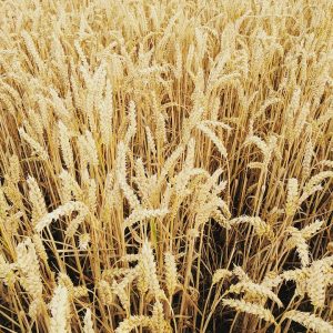 If You Can Make It Through This Quiz Without Tripping Up, You Probably Know Everything Wheat