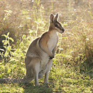 Do You Know a Little Bit About Everything? Wallaby