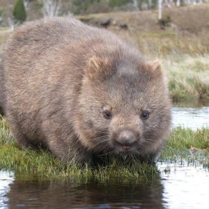Do You Know a Little Bit About Everything? Wombat