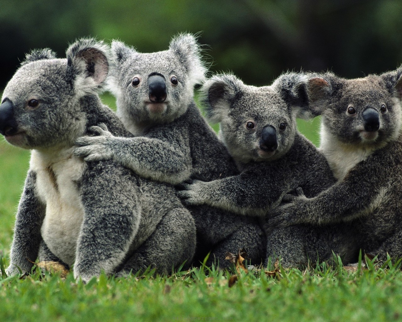 Do You Know a Little Bit About Everything? marsupials