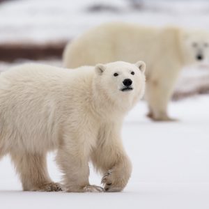 Only 10% Of the Population Can Score 100% On This Random Knowledge Quiz — How Well Will You Do? Bear