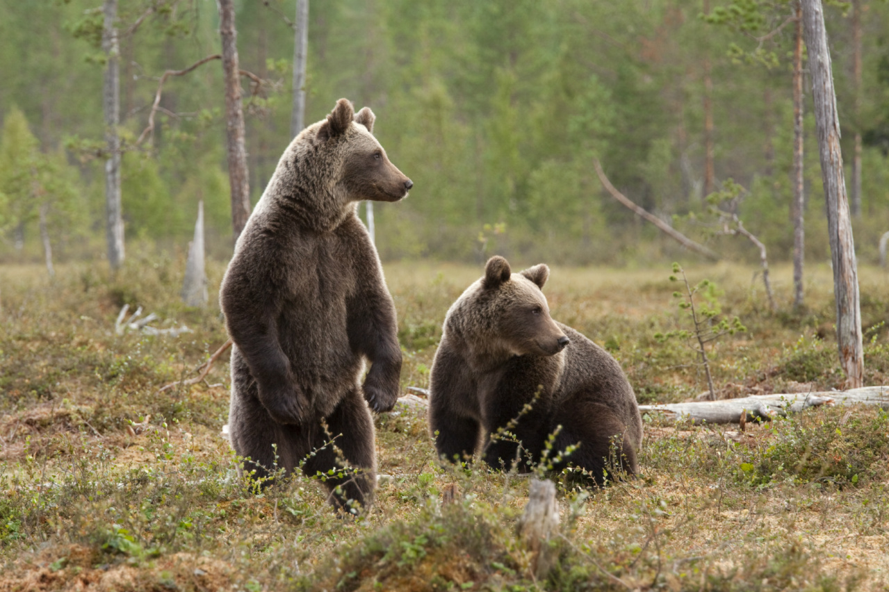 Do You Know a Little Bit About Everything? brown bears