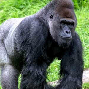This Strange Animal Facts Quiz Gets Harder With Each Question — Can You Get 10/15? Gorilla