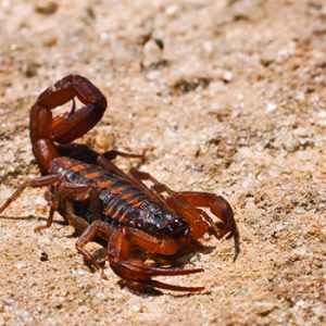 Everyone Has a Deadly Mythological Woman That Matches Their Personality — Here’s Yours Scorpion