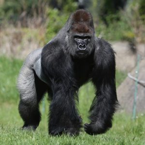 People With a High IQ Will Find This General Knowledge Quiz a Breeze Gorillas