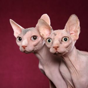 🐈 Build a Cat and We’ll Guess How Long You’ve Been Single, With 100% Accuracy Hairless