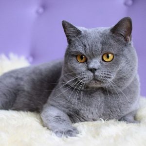 🐈 Build a Cat and We’ll Guess How Long You’ve Been Single, With 100% Accuracy Grey