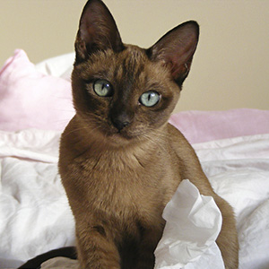🐈 Build a Cat and We’ll Guess How Long You’ve Been Single, With 100% Accuracy Brown