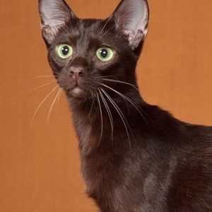 🐈 Build a Cat and We’ll Guess How Long You’ve Been Single, With 100% Accuracy Solid color