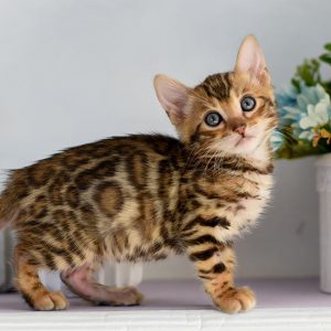 Do You Have The Smarts To Win This Game Of Jeopardy!? Quiz What is a cat?