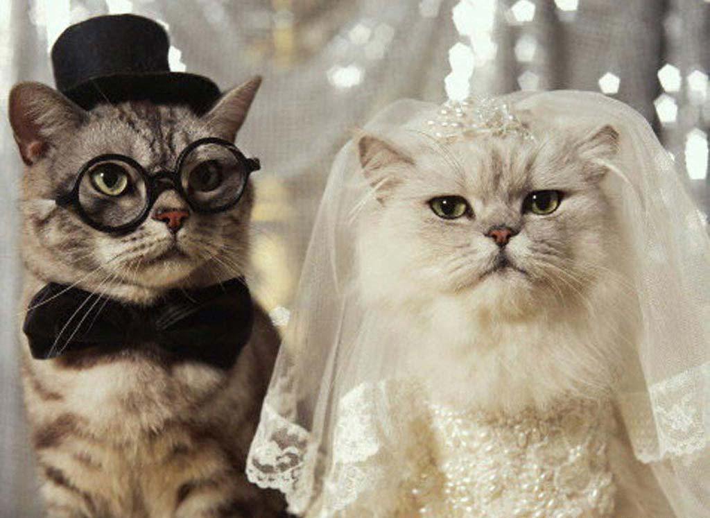 🐈 Build a Cat and We’ll Guess How Long You’ve Been Single, With 100% Accuracy cat wedding