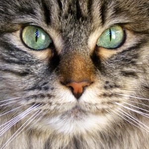 If You Score Less Than 10 On This Animal Quiz, You Need To Go Back To 4th Grade Eyes