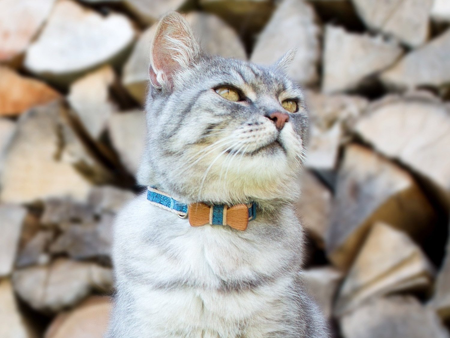 🐈 Build a Cat and We’ll Guess How Long You’ve Been Single, With 100% Accuracy cat collar