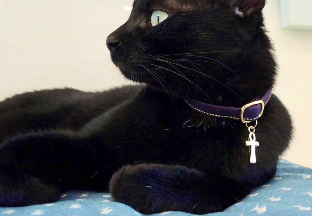 🐈 Build a Cat and We’ll Guess How Long You’ve Been Single, With 100% Accuracy cat collar charm