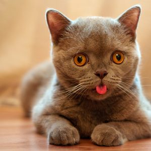 What % Dark Are You? That someone let their cat out