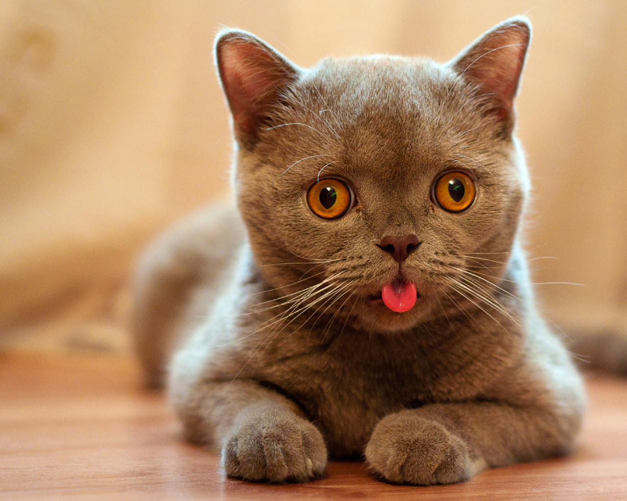 🐈 Build a Cat and We’ll Guess How Long You’ve Been Single, With 100% Accuracy cat sticking tongue out