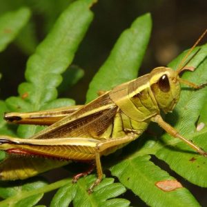 Can You Correctly Answer 15 Random General Knowledge Questions? Grasshopper