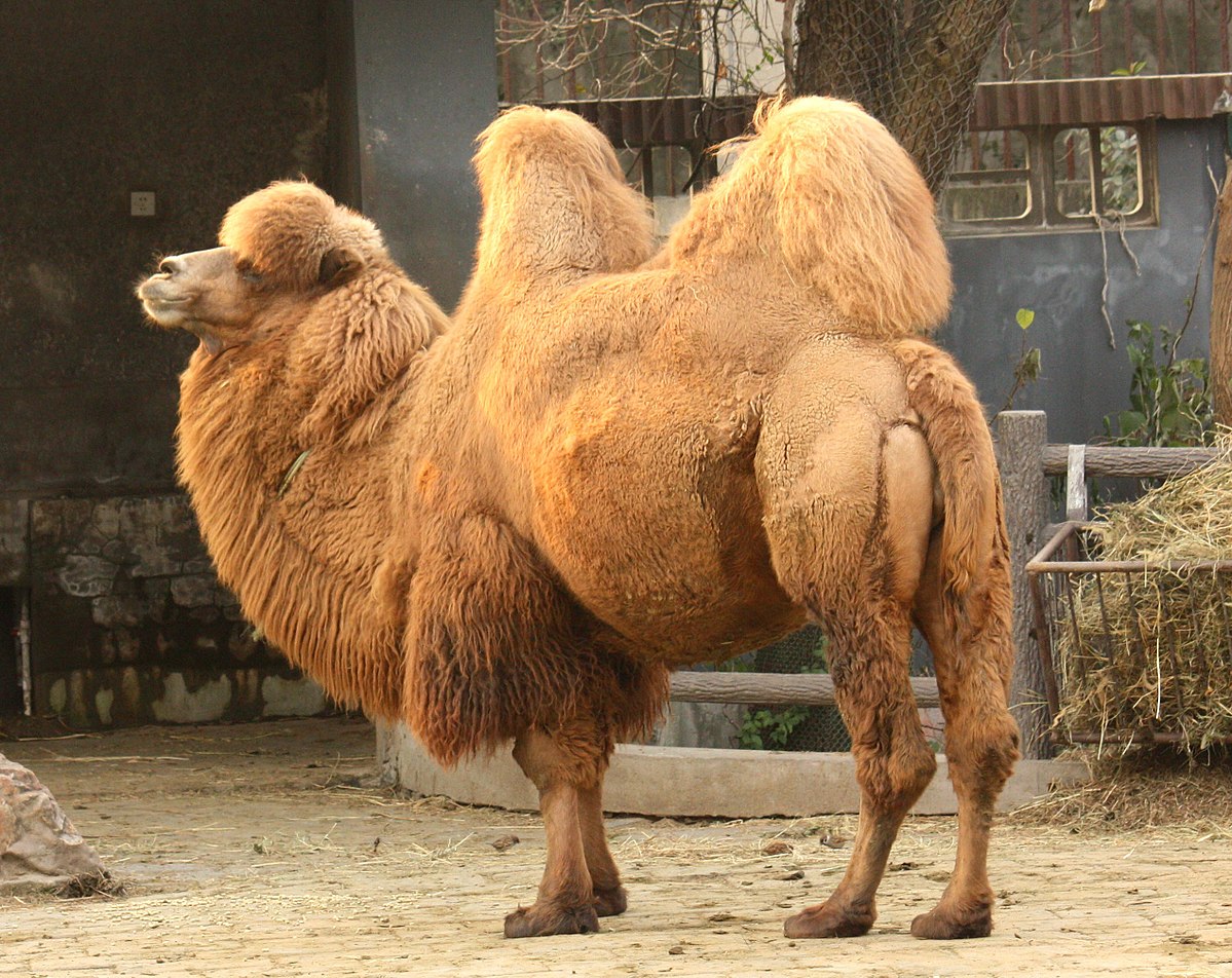 Can You Correctly Answer 15 Random General Knowledge Questions? 11 camel