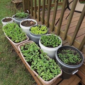 Build Your Home & We'll Give You A Puppy To Live With Quiz Container garden