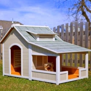 Build Your Home & We'll Give You A Puppy To Live With Quiz 