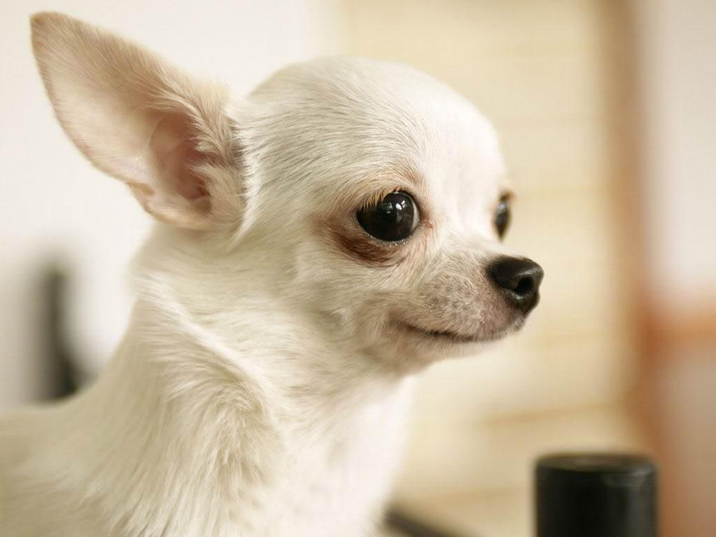 You got: Chihuahua! 🐶 Build Your Dream Home and We’ll Give You a Puppy to Live With