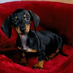 If You Want to Know the Number of 👶🏻 Kids You’ll Have, Choose Some 🐶 Dogs to Find Out Dachshund
