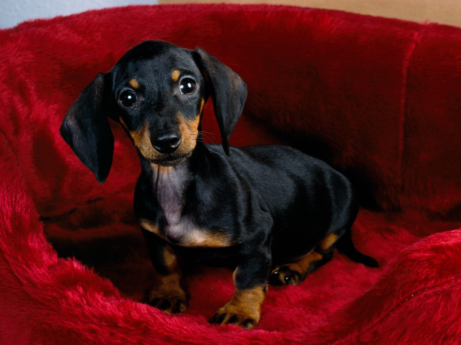 You got: Dachshund! 🐶 Build Your Dream Home and We’ll Give You a Puppy to Live With