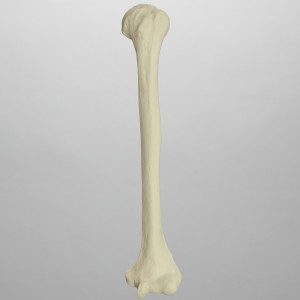 If You Get 15/18 on This Quiz, You Have an Above Average Knowledge of the World Humerus