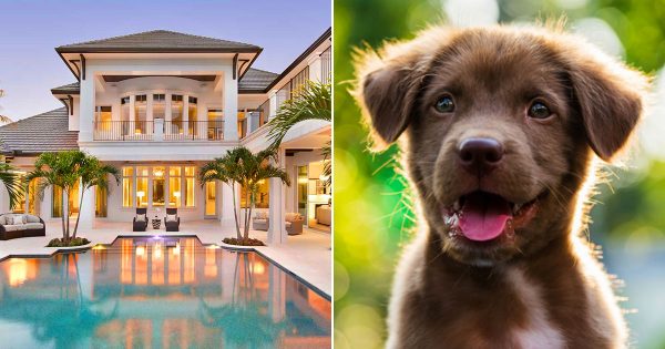 🐶 Build Your Dream Home and We’ll Give You a Puppy to Live With
