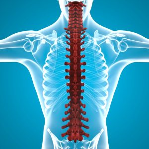 If You Can Pass This General Knowledge Test, You Must Have a Superior IQ Score Spinal cord