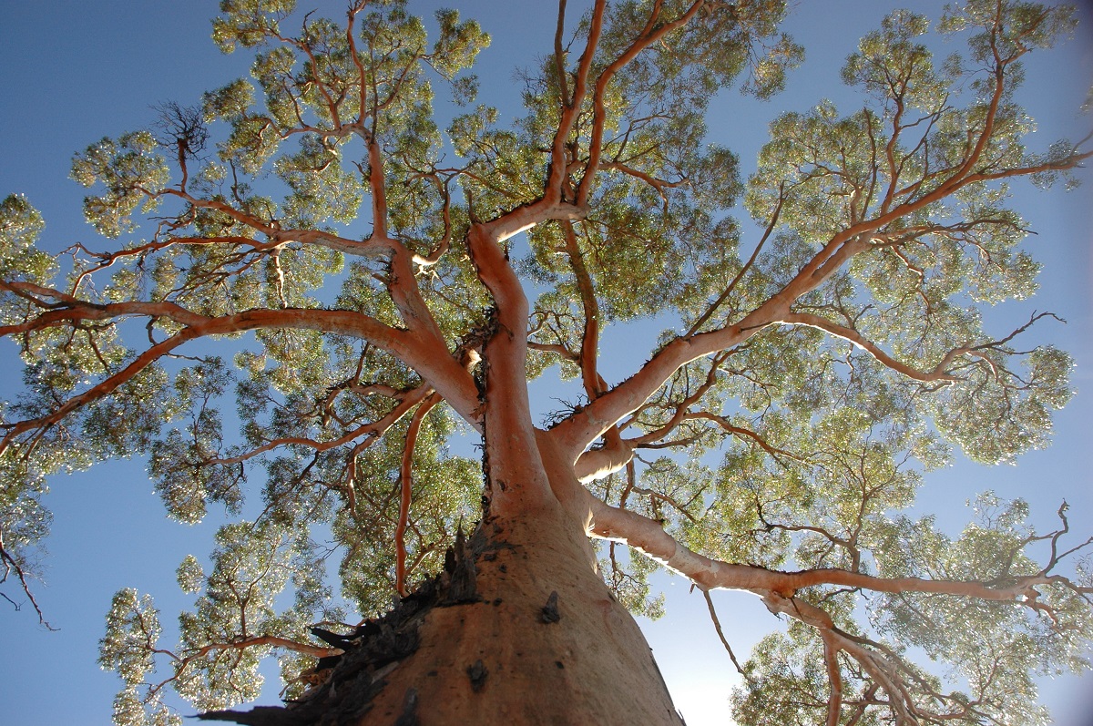 Are You Smart Enough to Be a Trivia Extraordinaire? eucalyptus