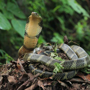 Are You Smart Enough to Be a Trivia Extraordinaire? Making its nest