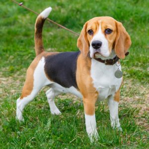 🐶 Pick Your Favorite Dog Breeds and We’ll Tell You Your Personality Beagle