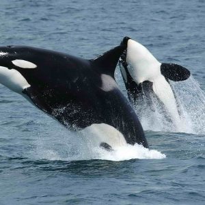 Honestly, It Would Surprise Me If Anyone Can Score 18 On This Random Knowledge Quiz Orca