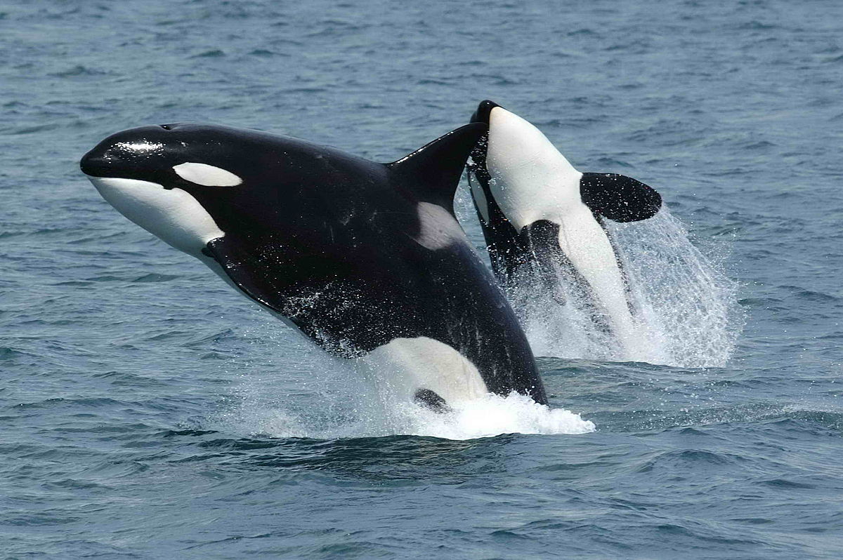 orcas